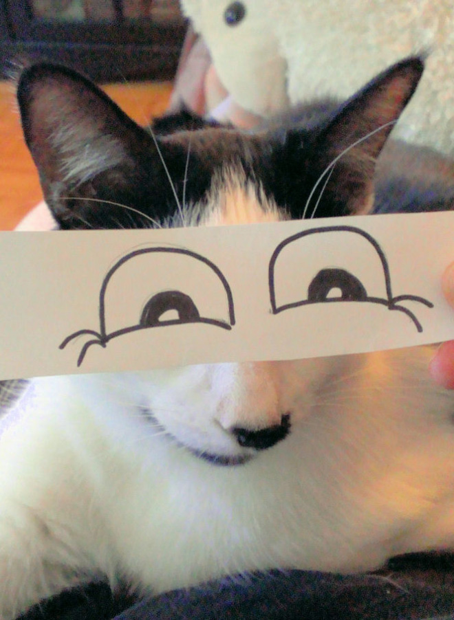 Cats with cartoon eyes are hilarious!