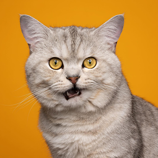 Cat portraits by catographer Nils Jacobi.