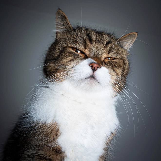 Cat portraits by catographer Nils Jacobi.