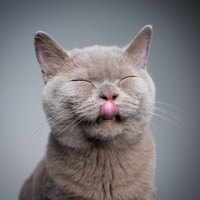 Cat portraits by catographer Nils Jacobi.