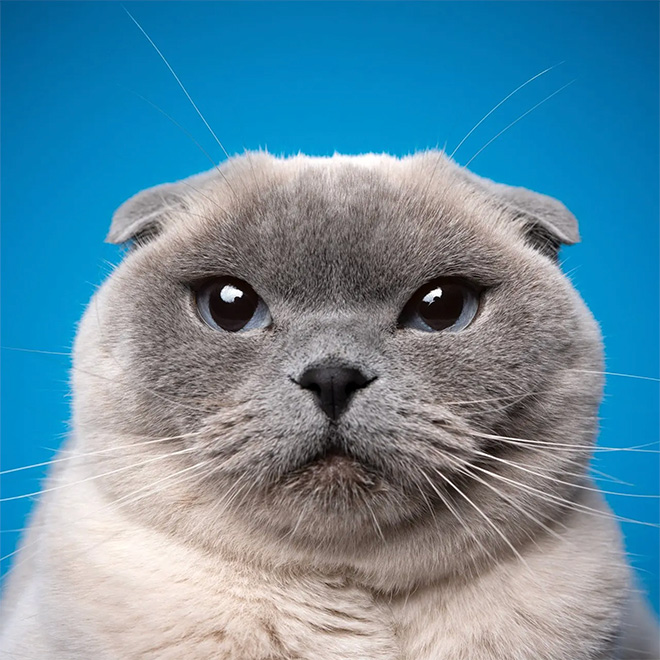 Cat portraits by catographer Nils Jacobi.