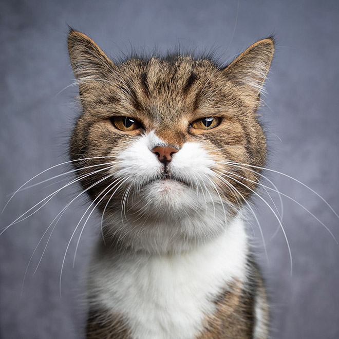 Cat portraits by catographer Nils Jacobi.