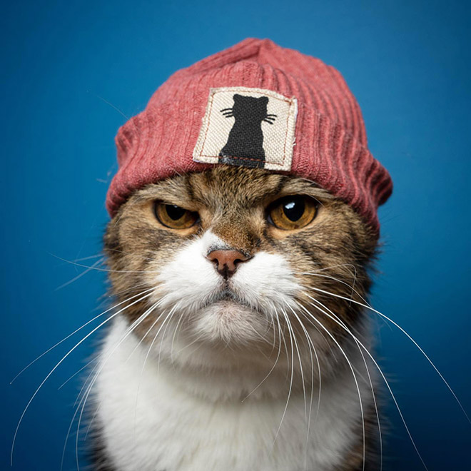 Cat portraits by catographer Nils Jacobi.