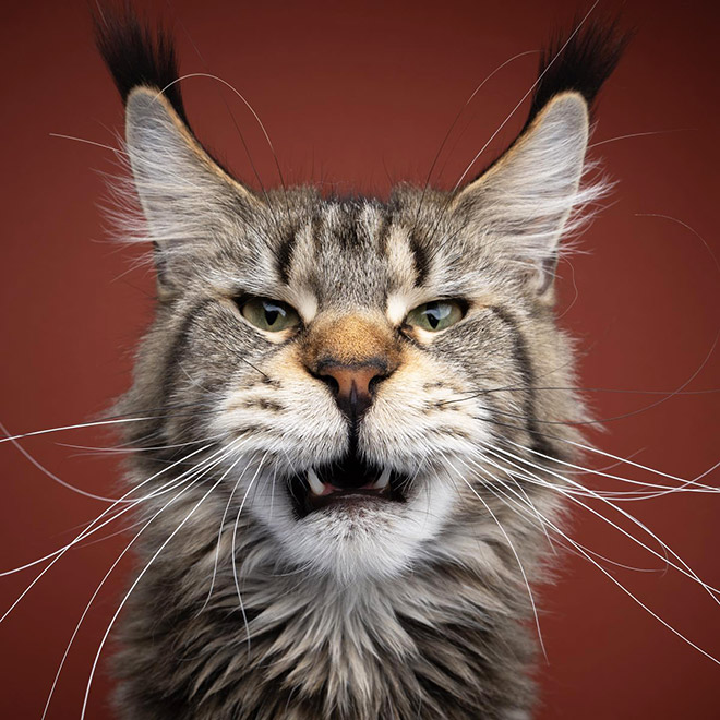 Cat portraits by catographer Nils Jacobi.