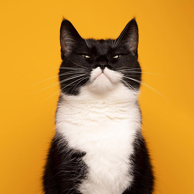 Cat portraits by catographer Nils Jacobi.