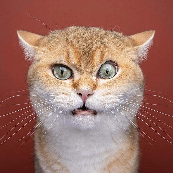 Cat portraits by catographer Nils Jacobi.