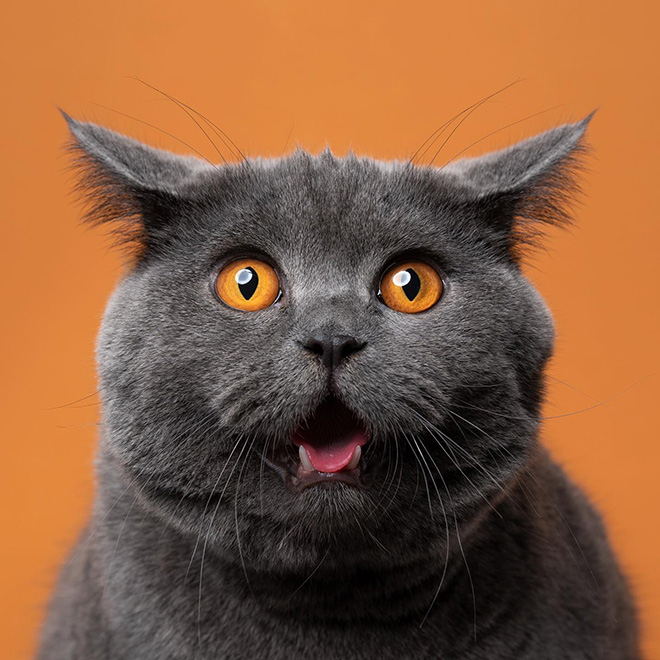 Cat portraits by catographer Nils Jacobi.