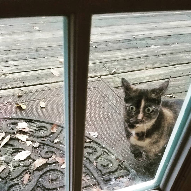 Indoor cat going outside for the first time.