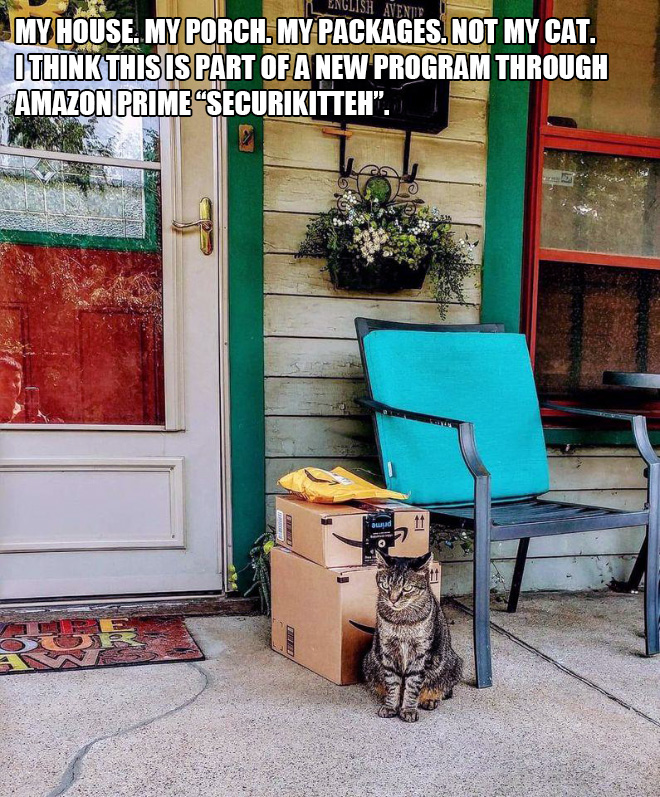 Amazon security cat.