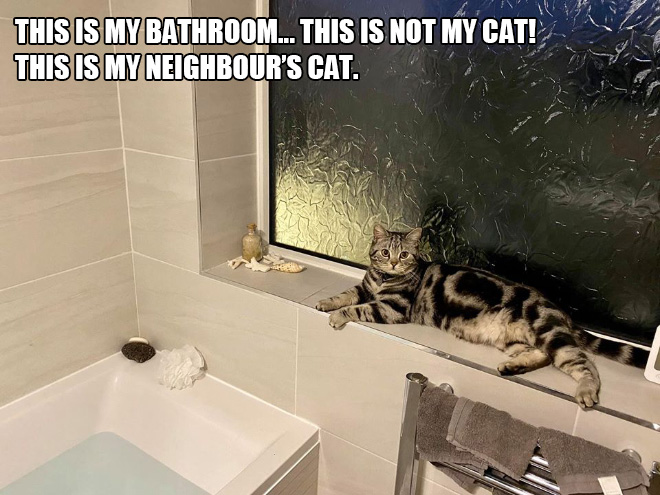 My house, not my cat.