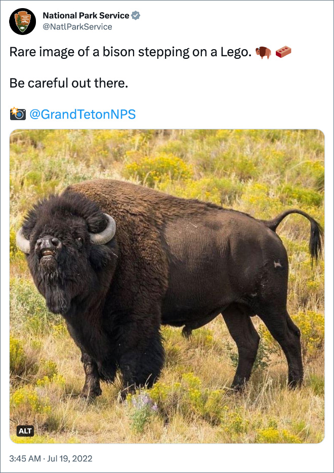 Rare image of a bison stepping on a Lego. 