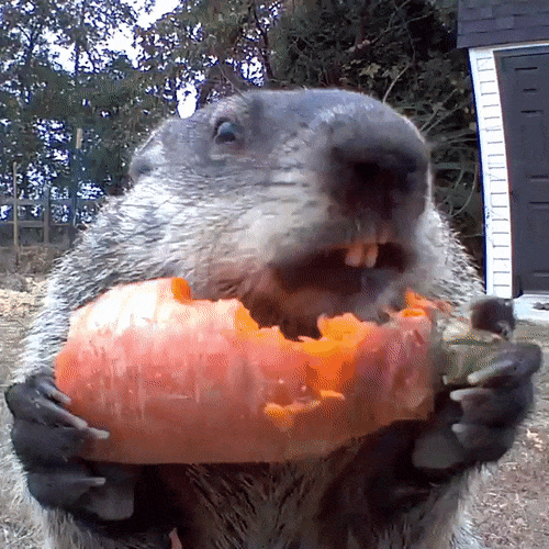 Groundhog enjoying stolen food.
