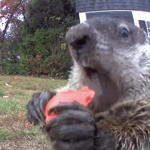 Groundhog enjoying stolen food.