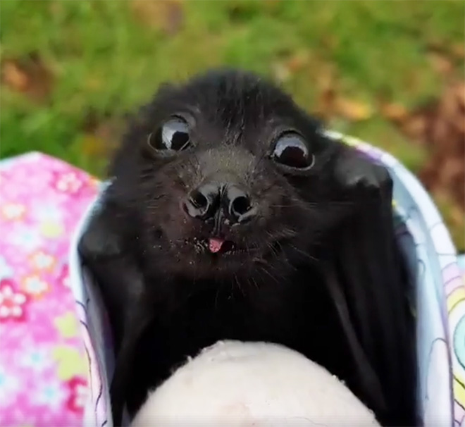 Cute bat.