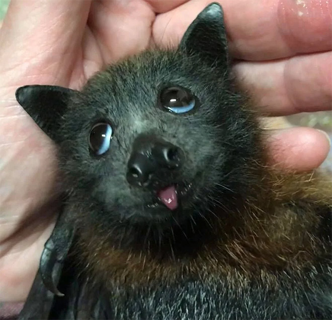 Cute bat eyes.