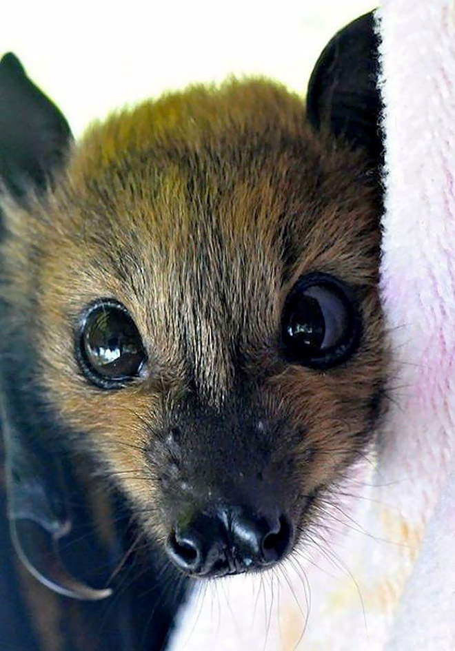 Cutest bat.