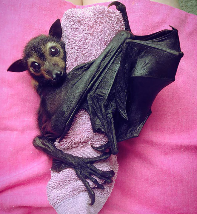 Cute bat.