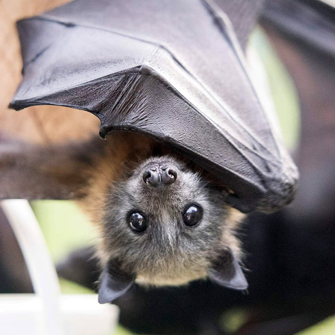 Cute bat.