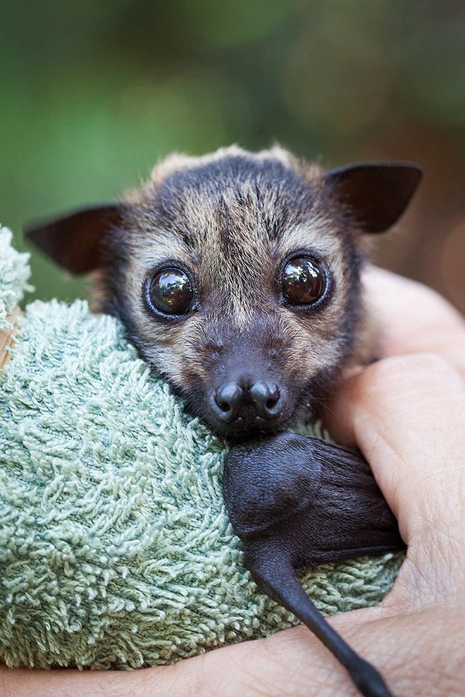 Adorable bat.