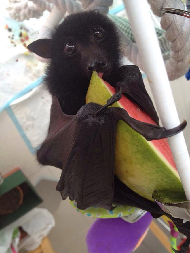 Cute bat eating.