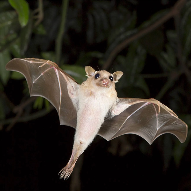 The cutest bat.