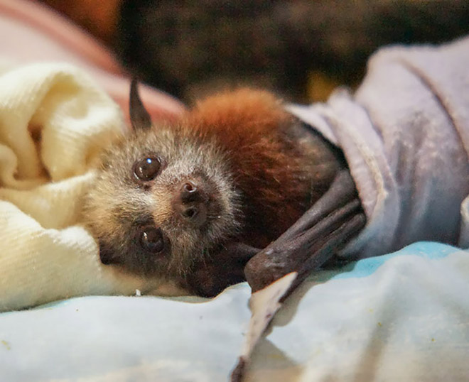 Cute bat sleeping.