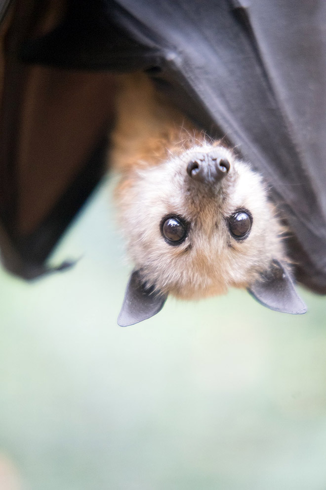 Cutest bat.