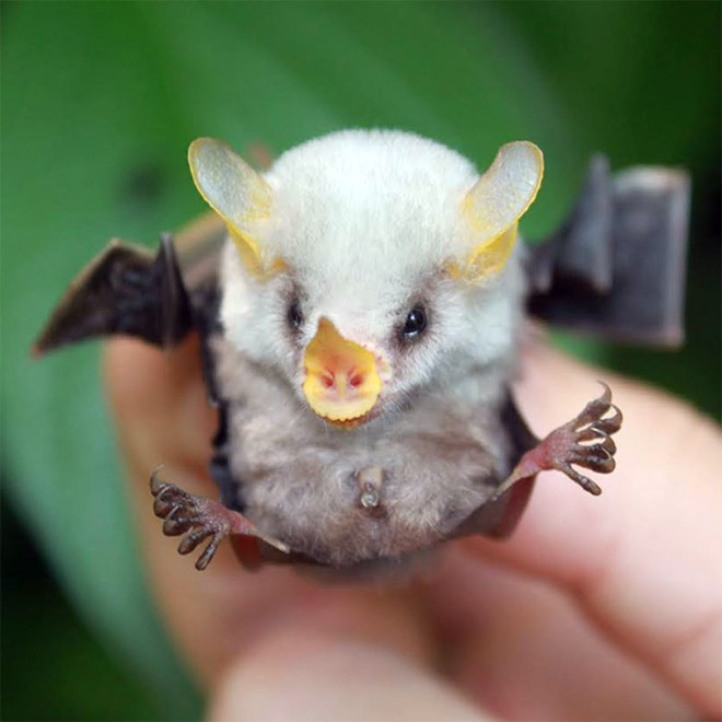 The cutest bat.