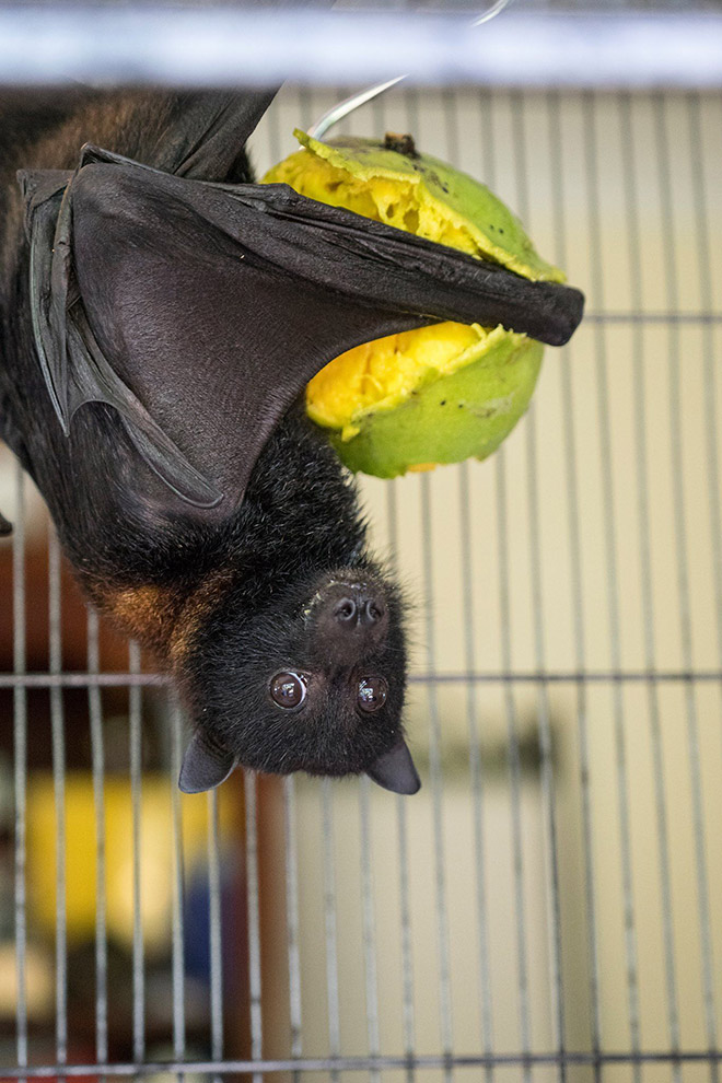 Cute bat eating.