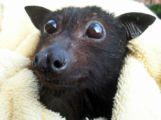 Cutest bat ever.