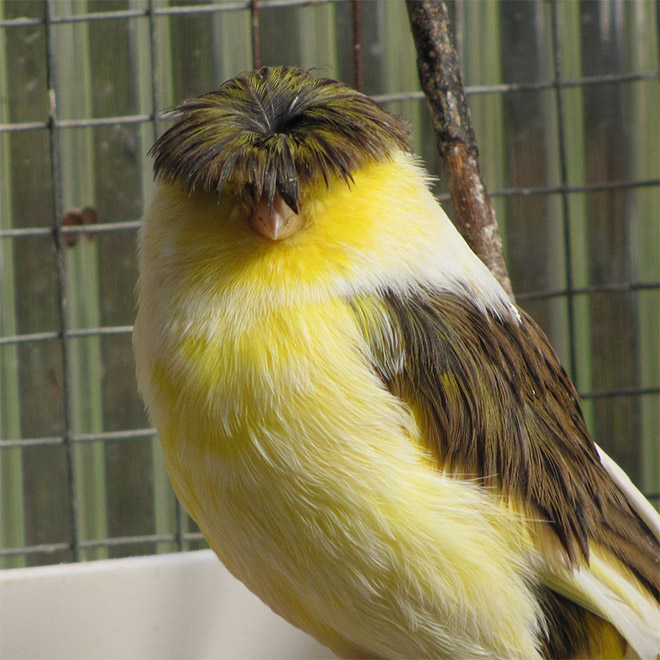 Gloster canary has the worst bowl haircut ever.