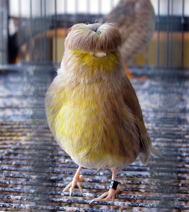 Gloster canary has the worst bowl haircut ever.