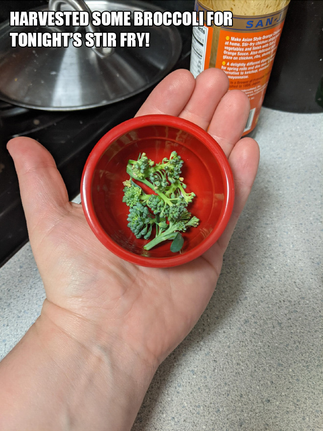 Harvested some broccoli for tonight's stir fry!