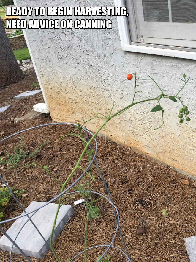 Ready to begin harvesting. Need advice on canning.