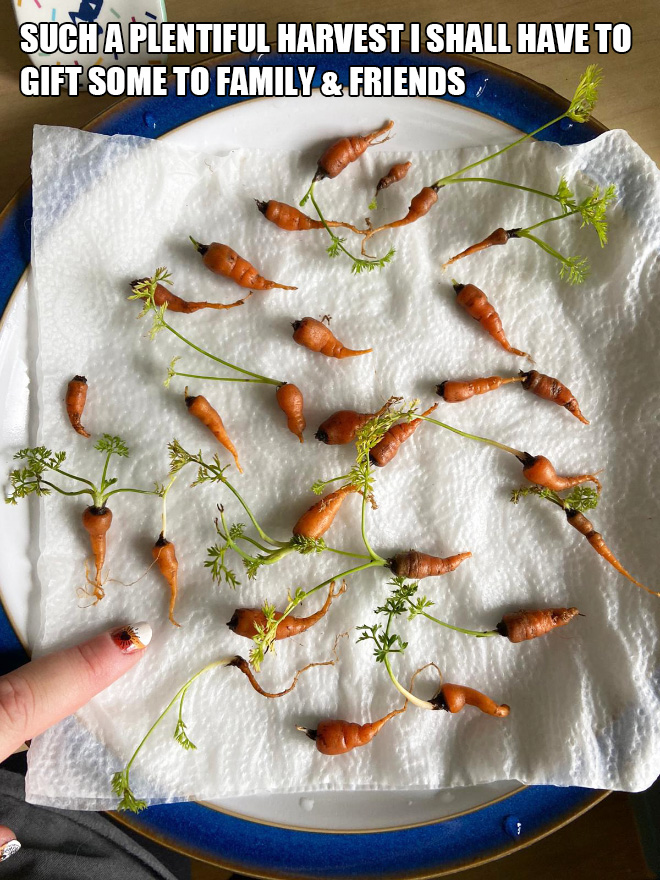 Such a plentiful harvest I shall have to gift some to family & friends.