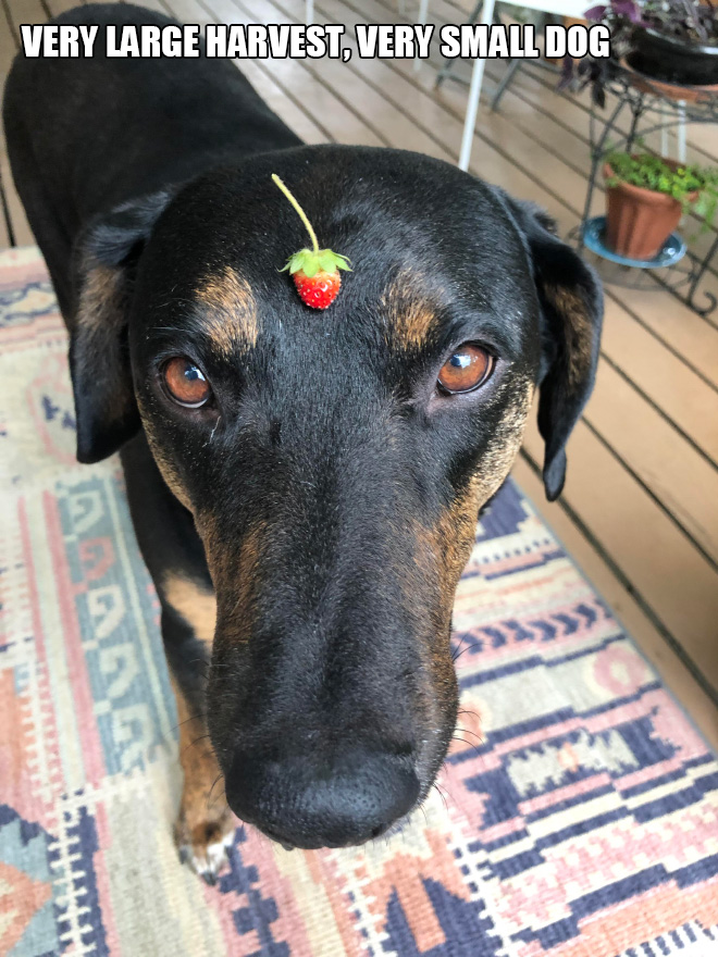 Very large harvest. Very small dog.