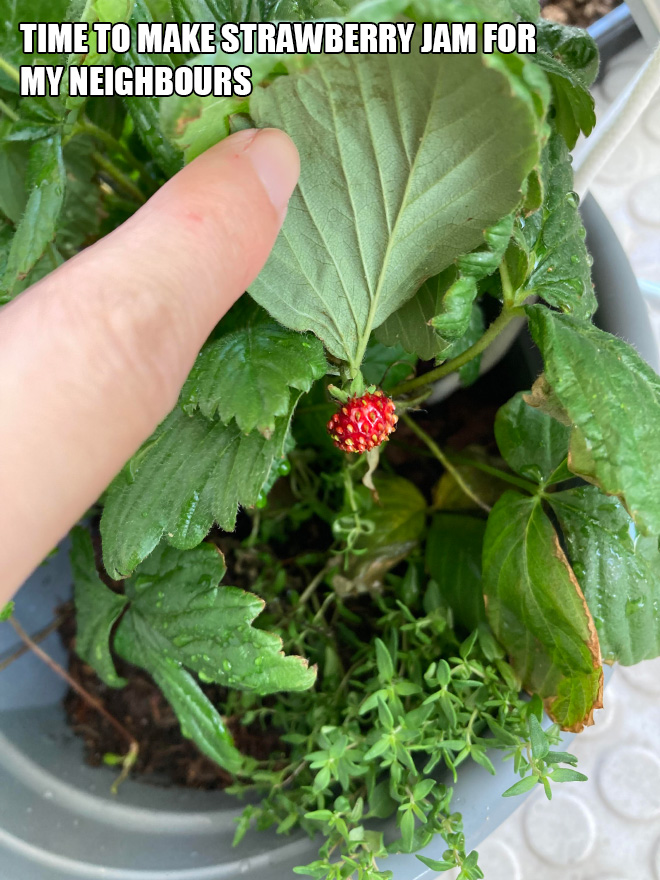 Time to make strawberry jam for my neighbours.