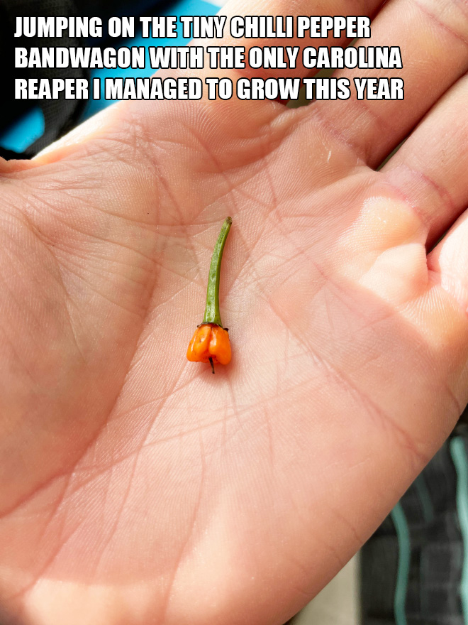 Jumping on the tiny chilli pepper bandwagon with the only Carolina Reaper i managed to grow this year.