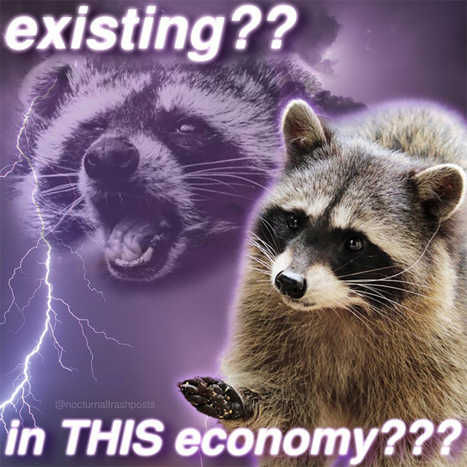 Raccoon memes is the best way to get your message across.