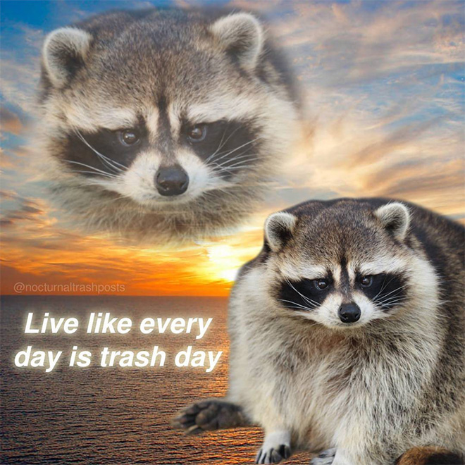 Raccoon memes is the best way to get your message across.