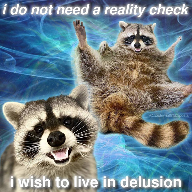 Raccoon memes is the best way to get your message across.