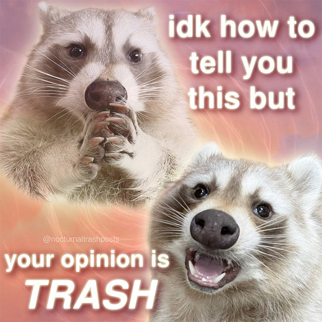 Raccoon memes is the best way to get your message across.