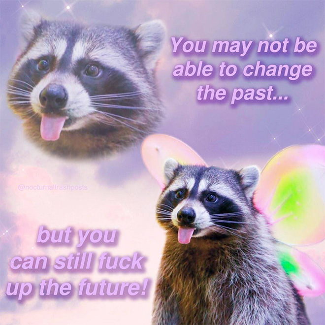 Raccoon memes is the best way to get your message across.