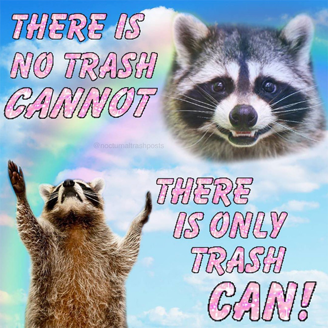 Raccoon memes is the best way to get your message across.