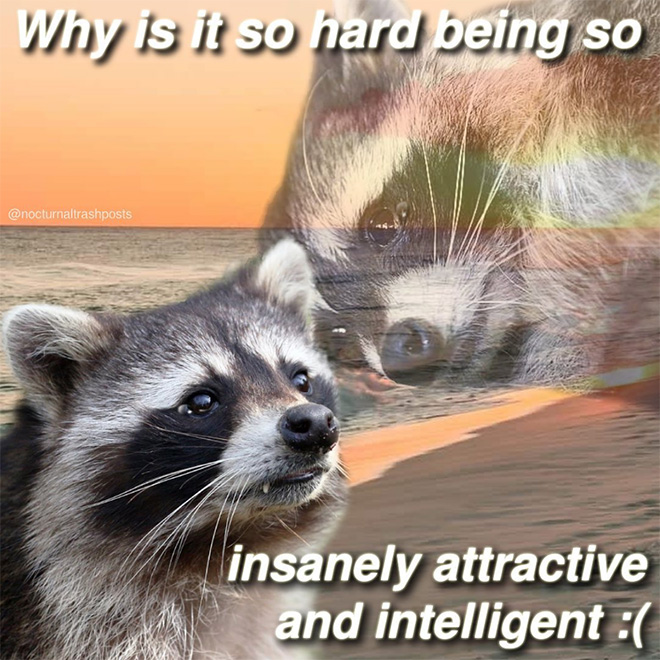 Raccoon memes is the best way to get your message across.