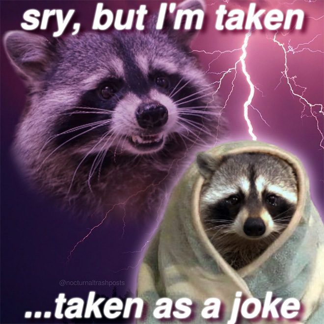 Raccoon memes is the best way to get your message across.