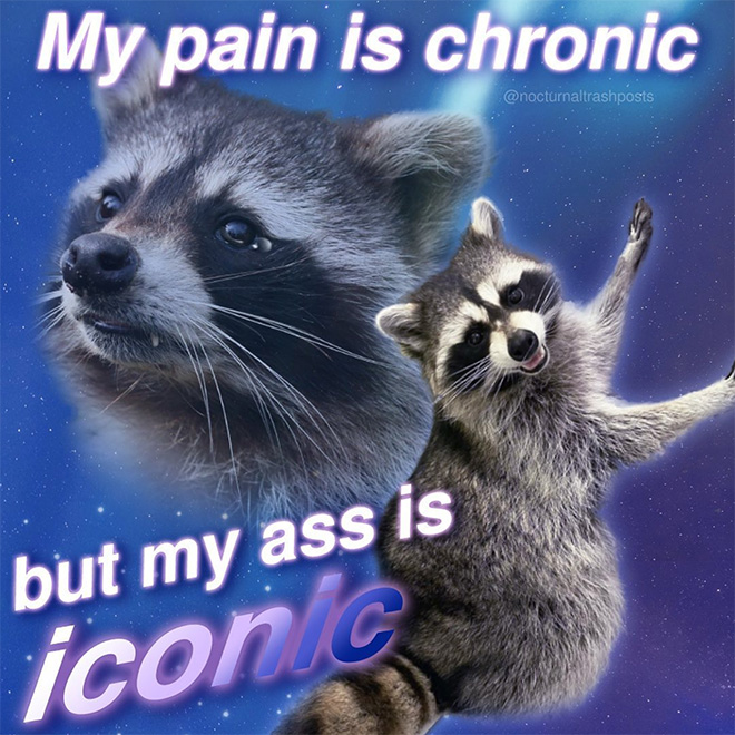 Raccoon memes is the best way to get your message across.