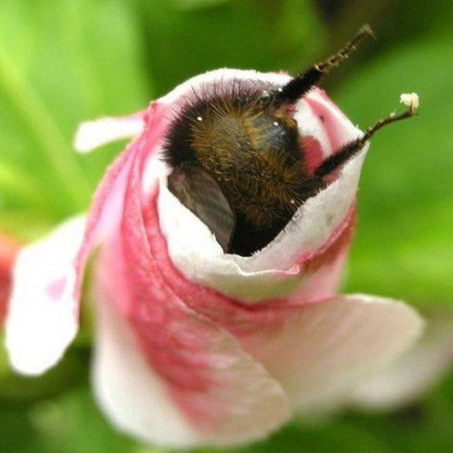 Tired bumblebee with pollen on the butt.