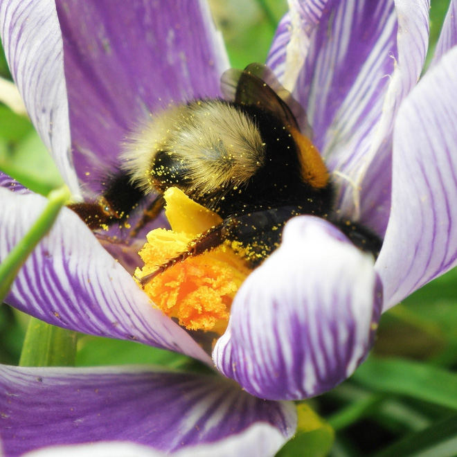 Tired bumblebee with pollen on the butt.