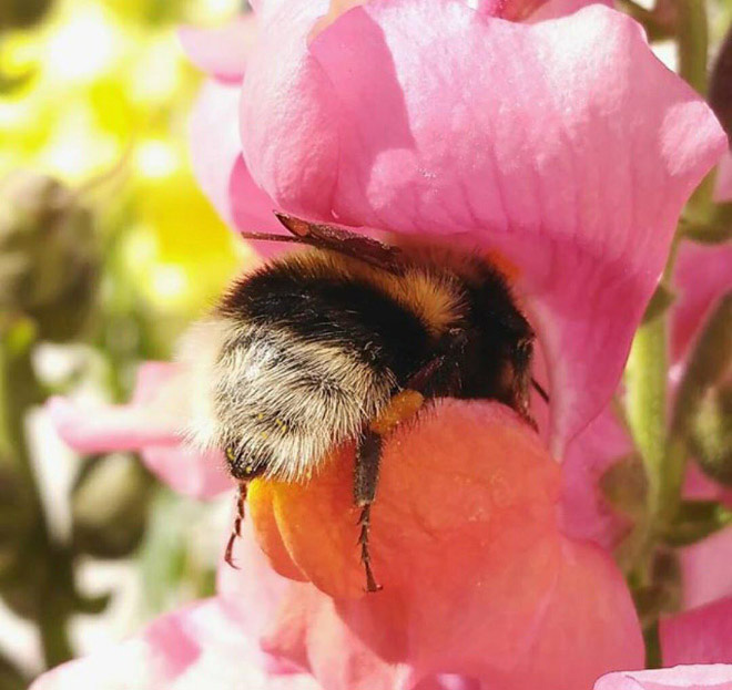 Tired bumblebee with pollen on the butt.